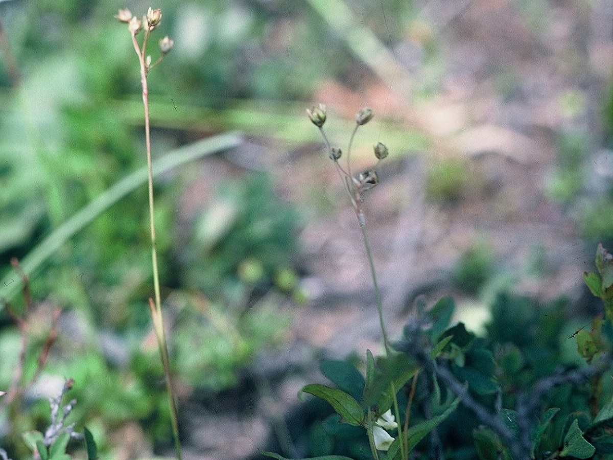 Luzula luzulina (Juncaceae)